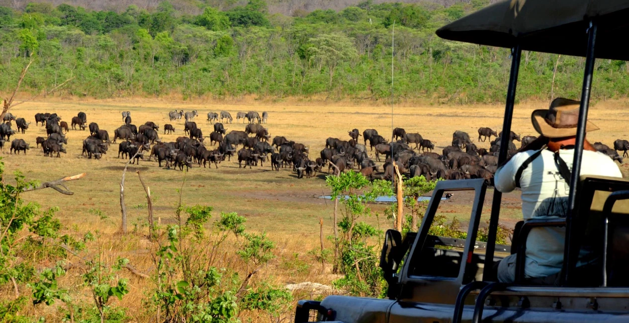 Zambezi Park Game Drive
