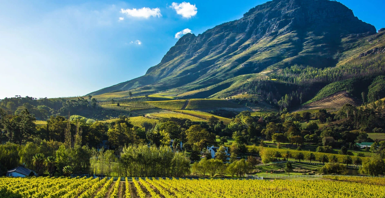 Explore the Winelands Full-Day Tour