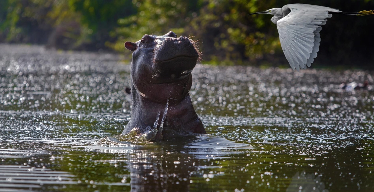 Mosi-oa-Tunya Park Game Drive