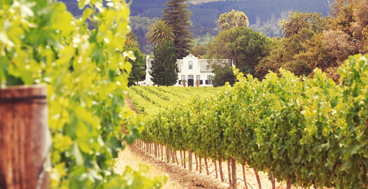 Explore the Winelands Half Day Tour