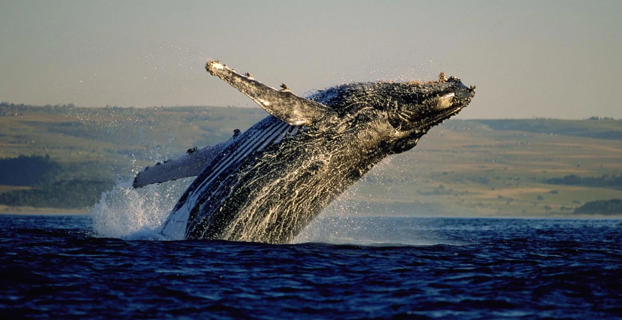 Marine Eco Tour