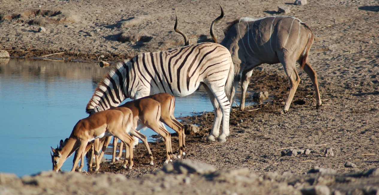 Etosha National Park