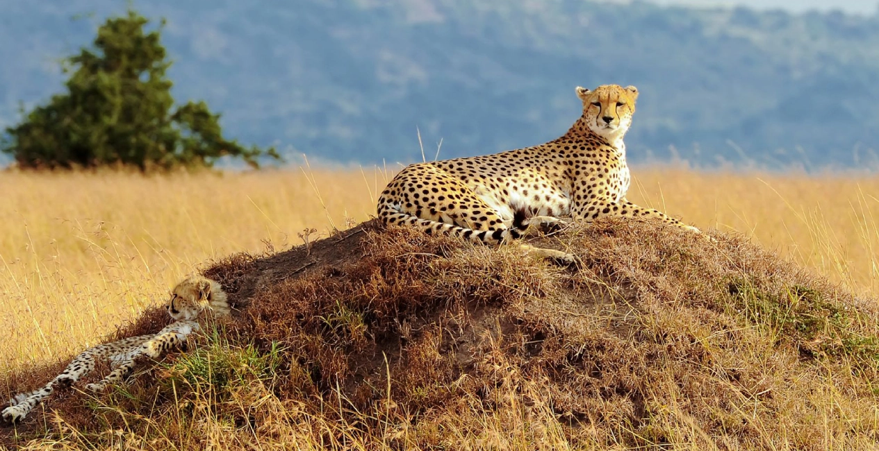Masai Mara National Reserve