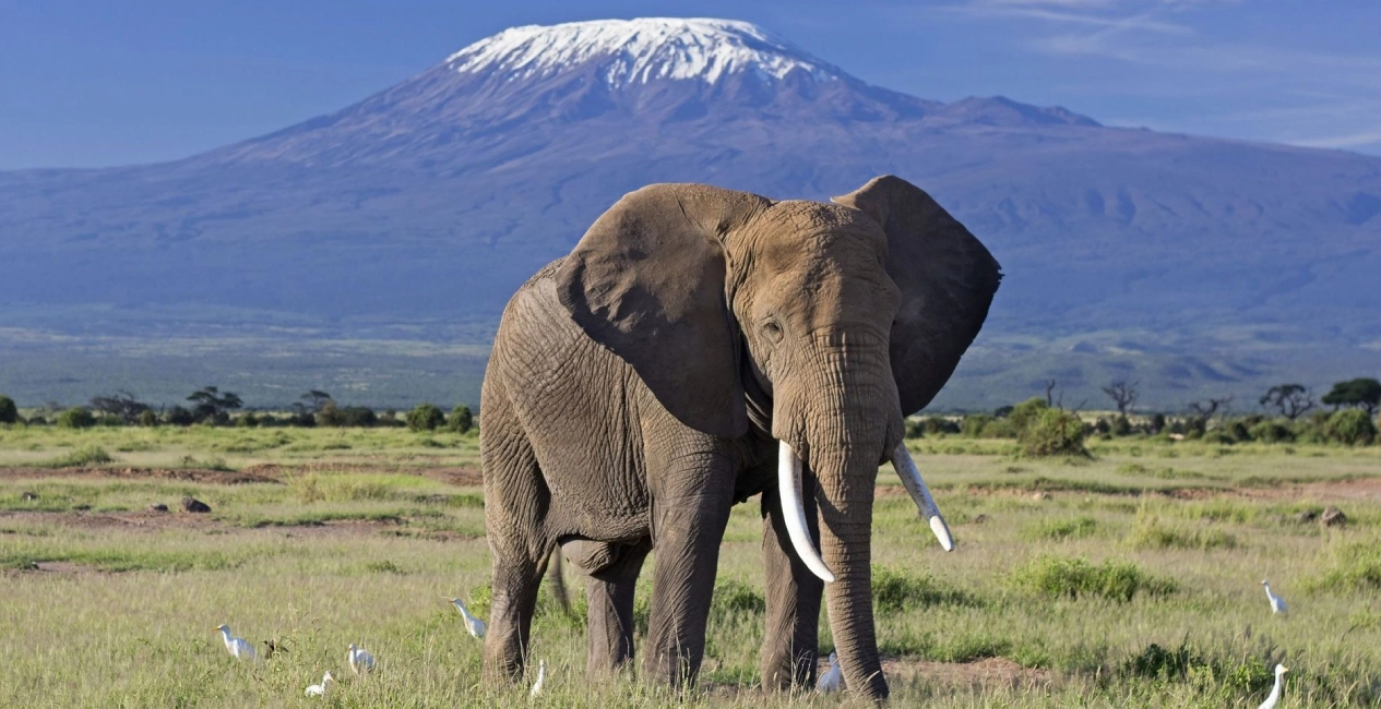 Amboseli National Park