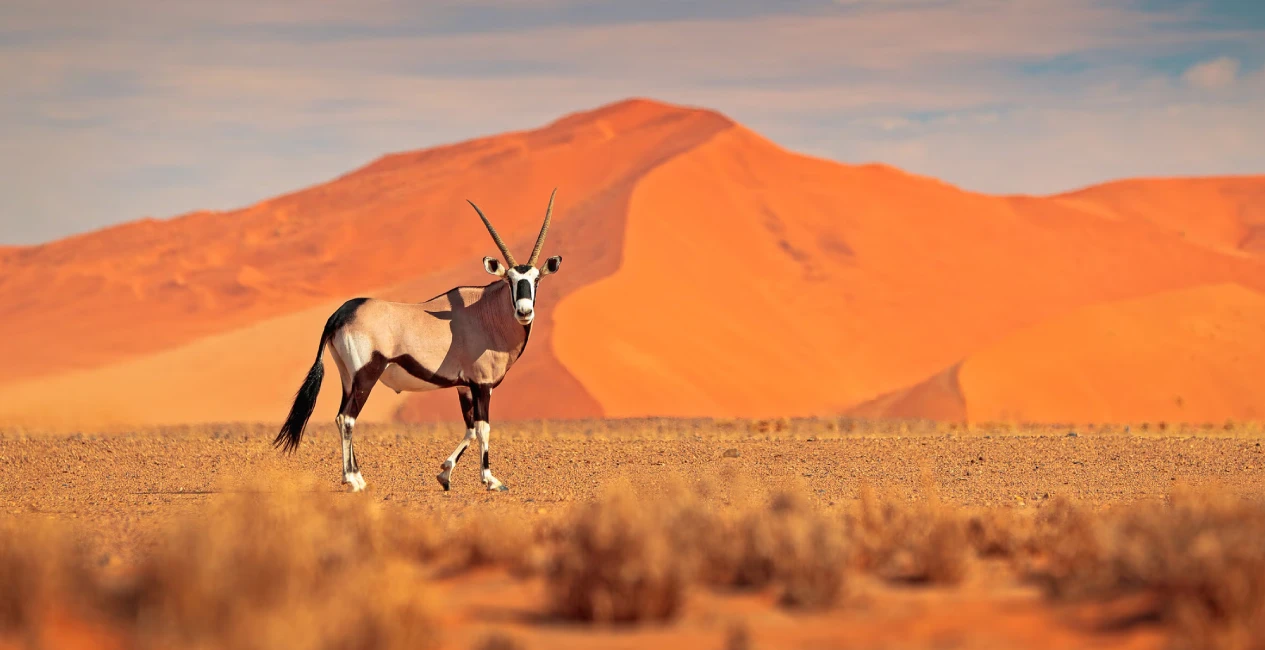 Namib Desert