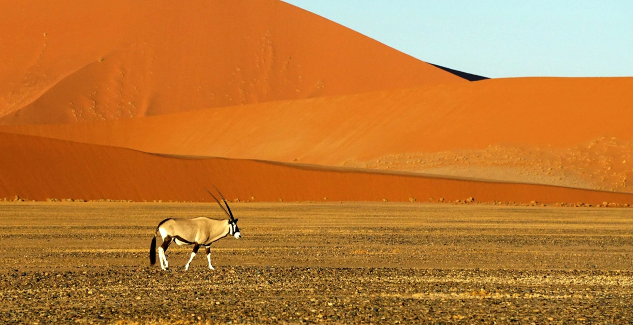 Kalahari Desert