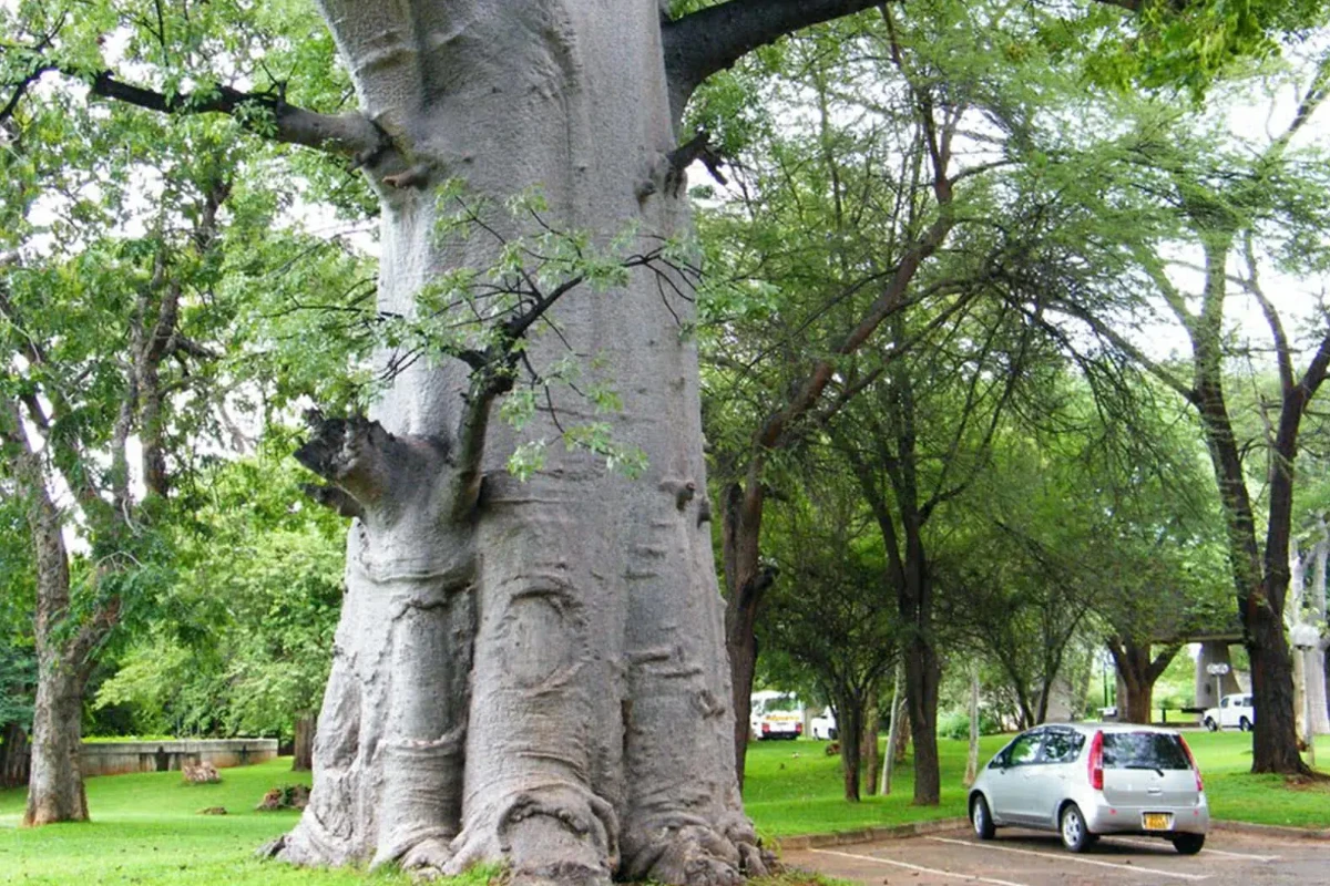Elephant Hills Baobab