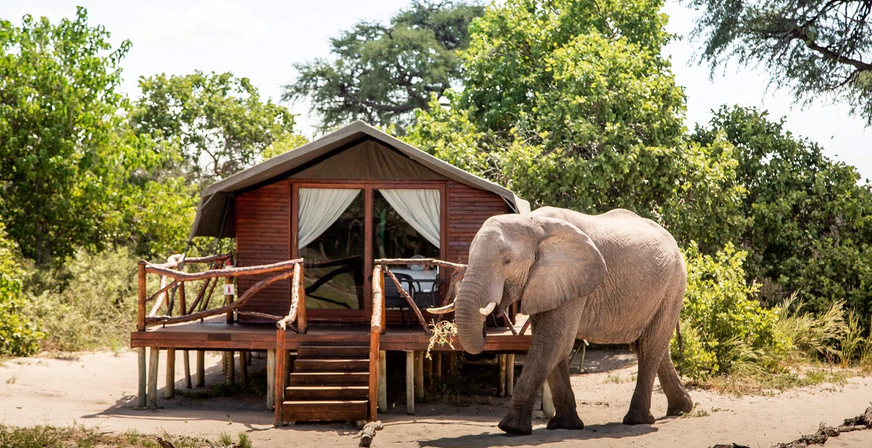 Camp Savuti