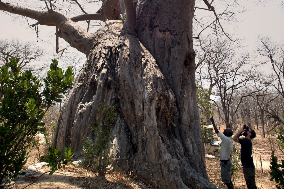 Kanga Camp Baobab