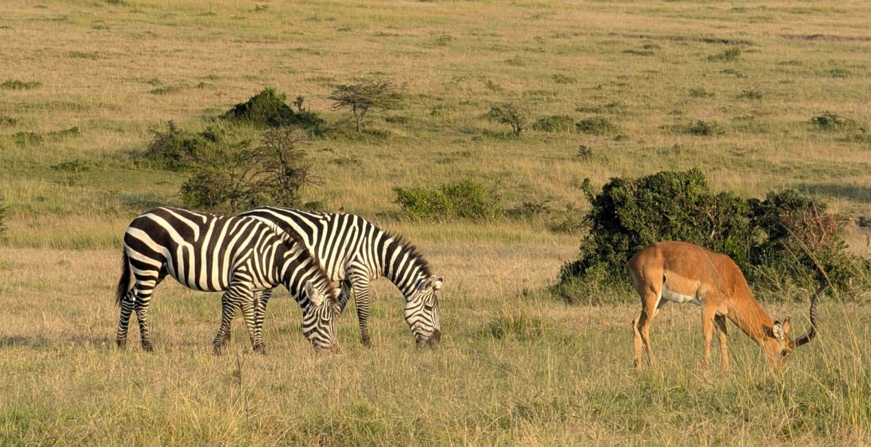 Serengeti Savannah to Seashore