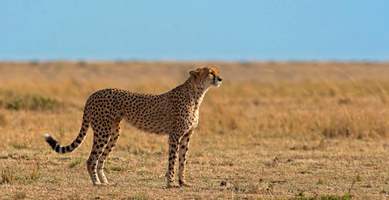 Mara Savannah to Seashore