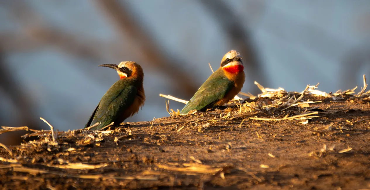 Birding Safaris
