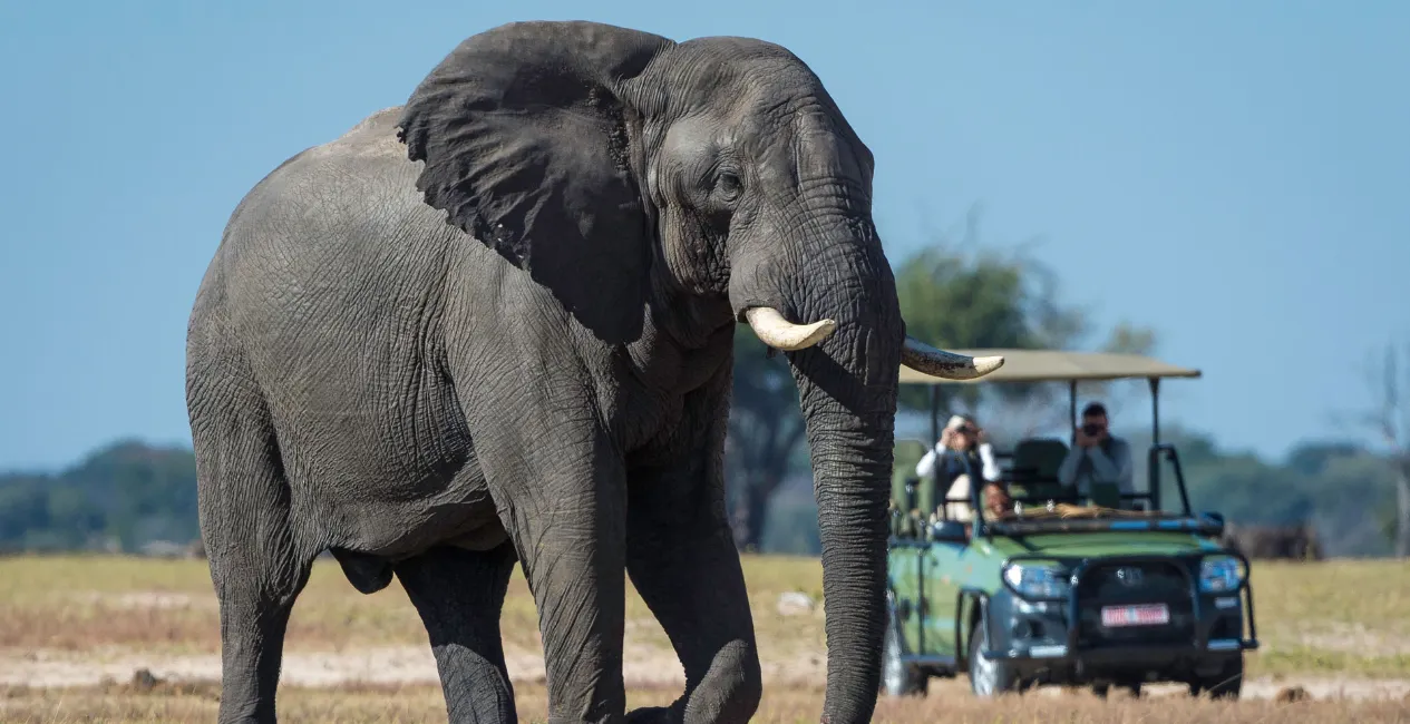 Game Drive