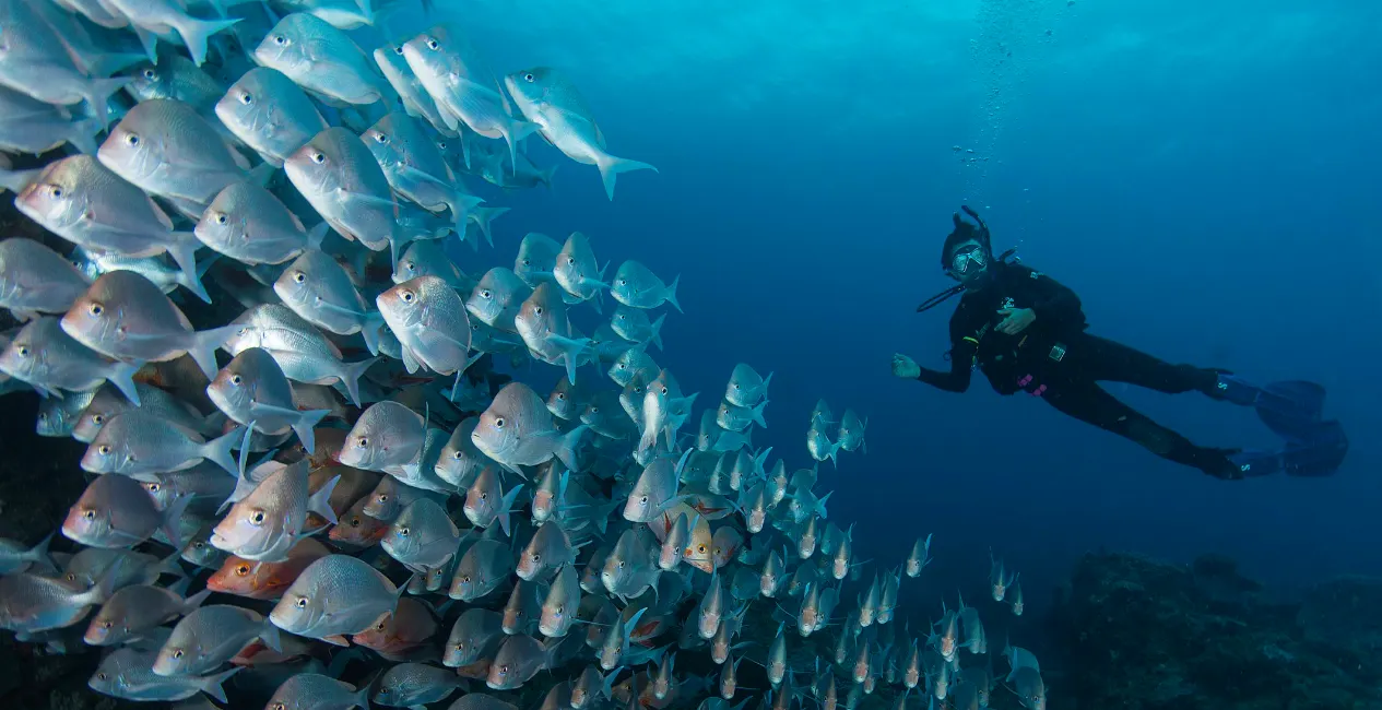Coral Reef Snorkeling Trips