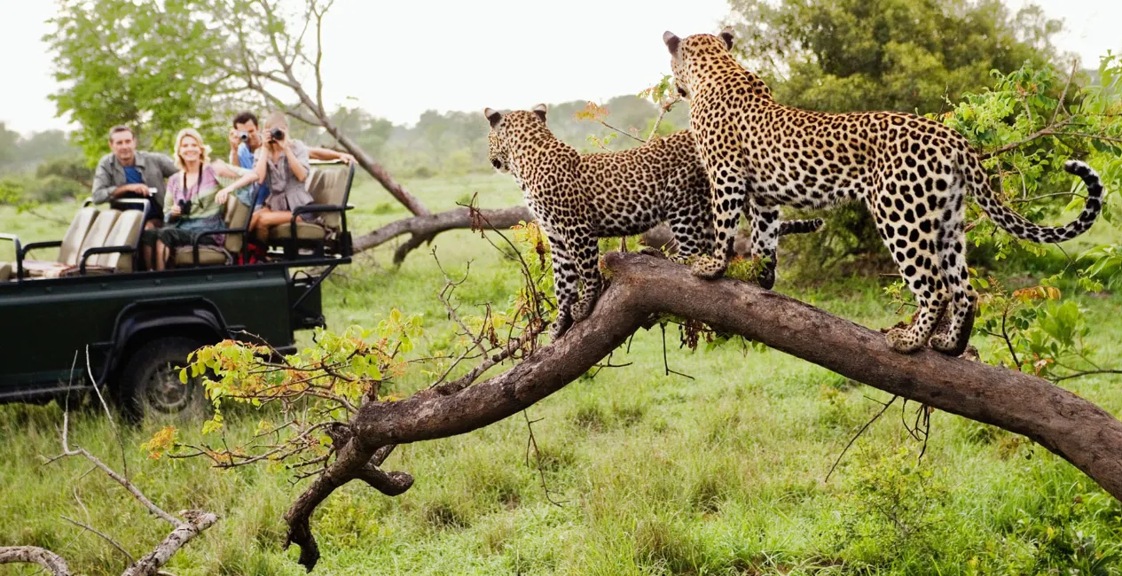Game Viewing