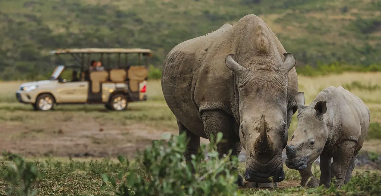 Rhino Tracking Conservation Walks