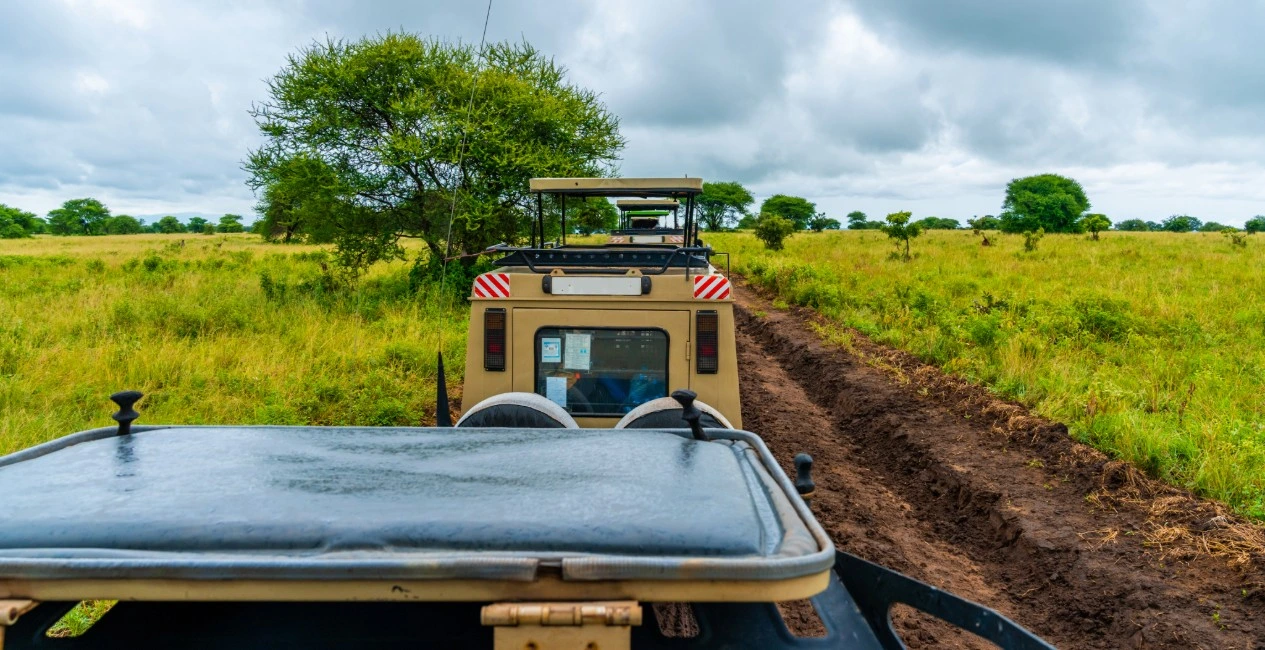 Best Tanzania Safari Company: How to Choose the Right One in 2026