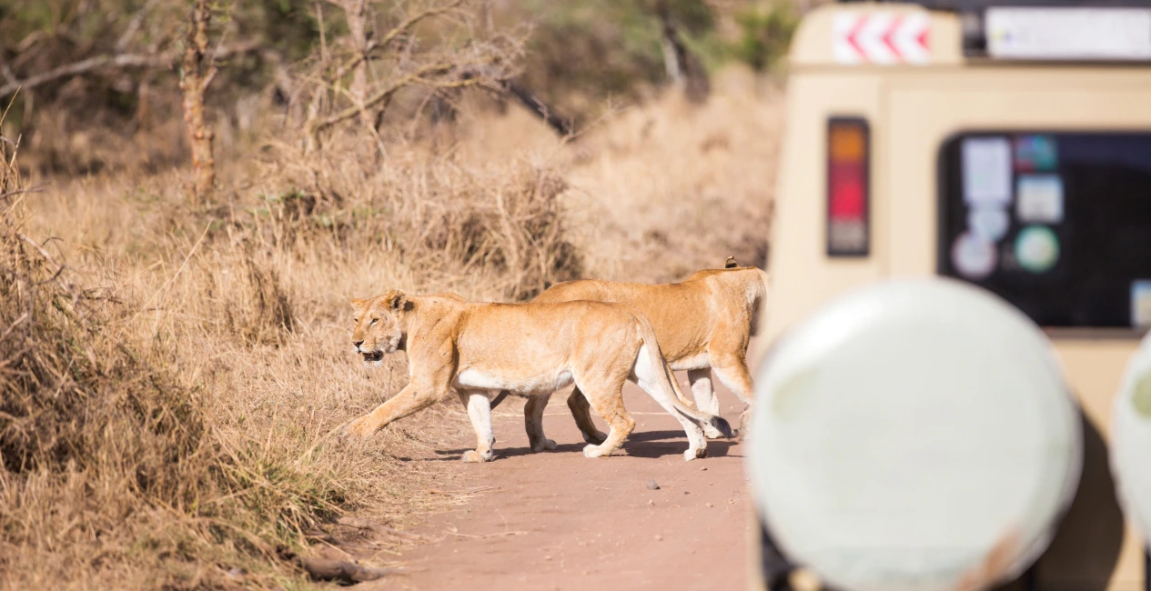 beter safari