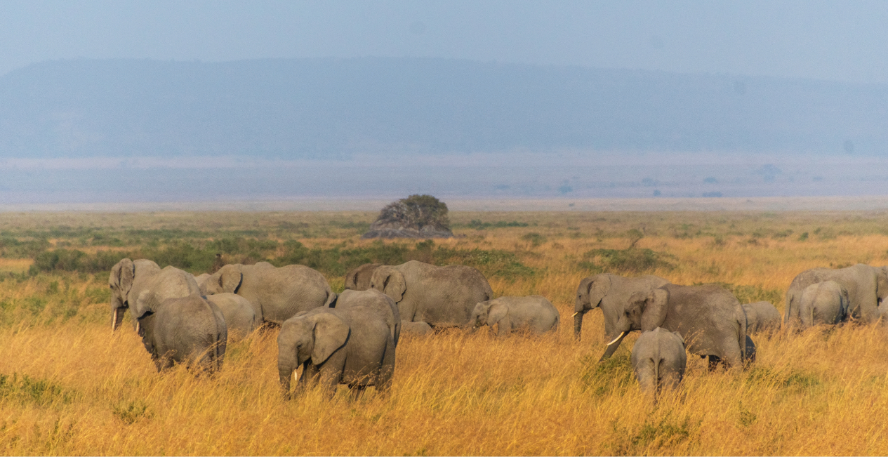 Safari to Tanzania: Complete Guide, Costs, and Travel Tips (2026)