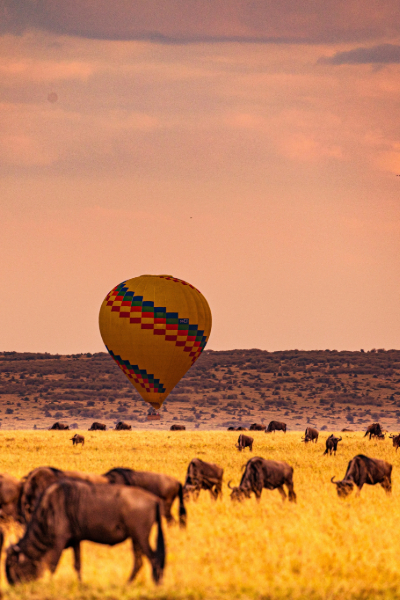 Tanzania Safari