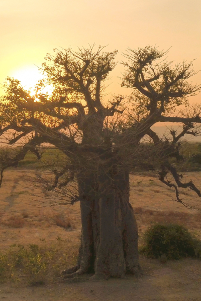 Safari In Tanzania