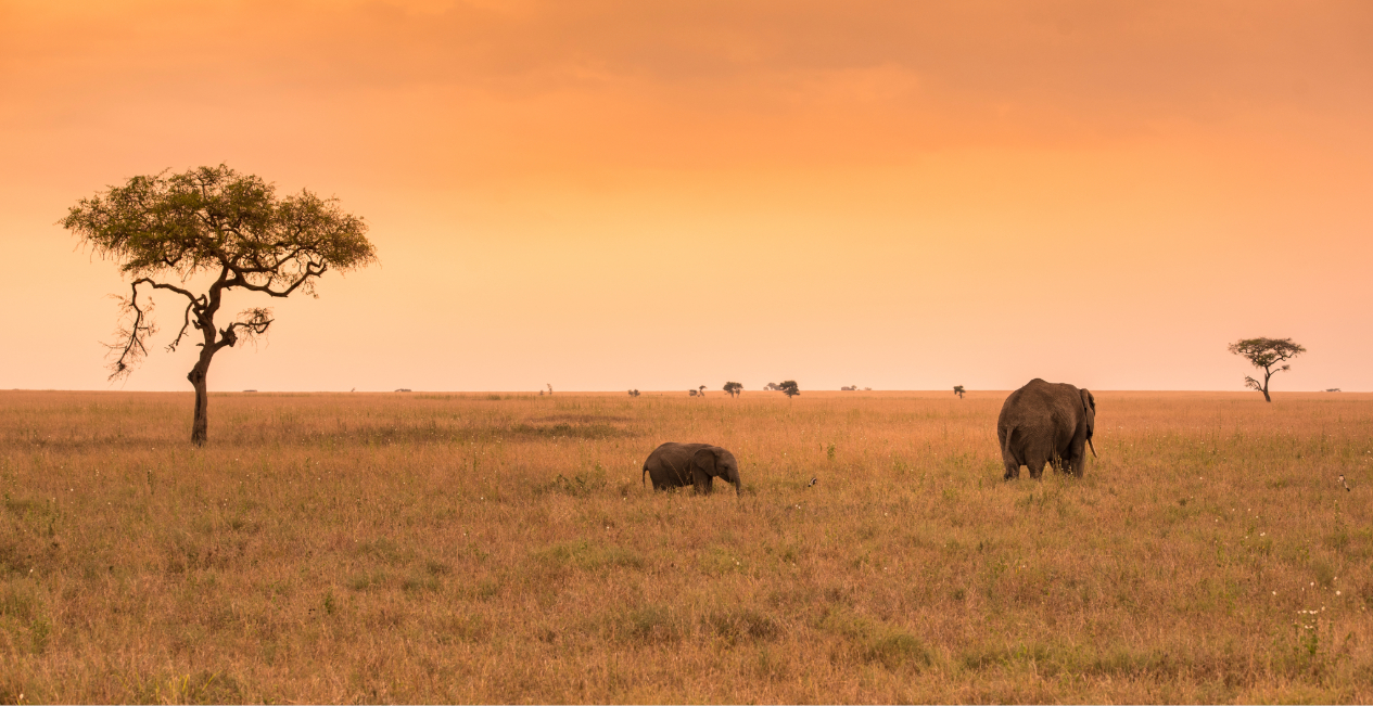 Tanzania Safari