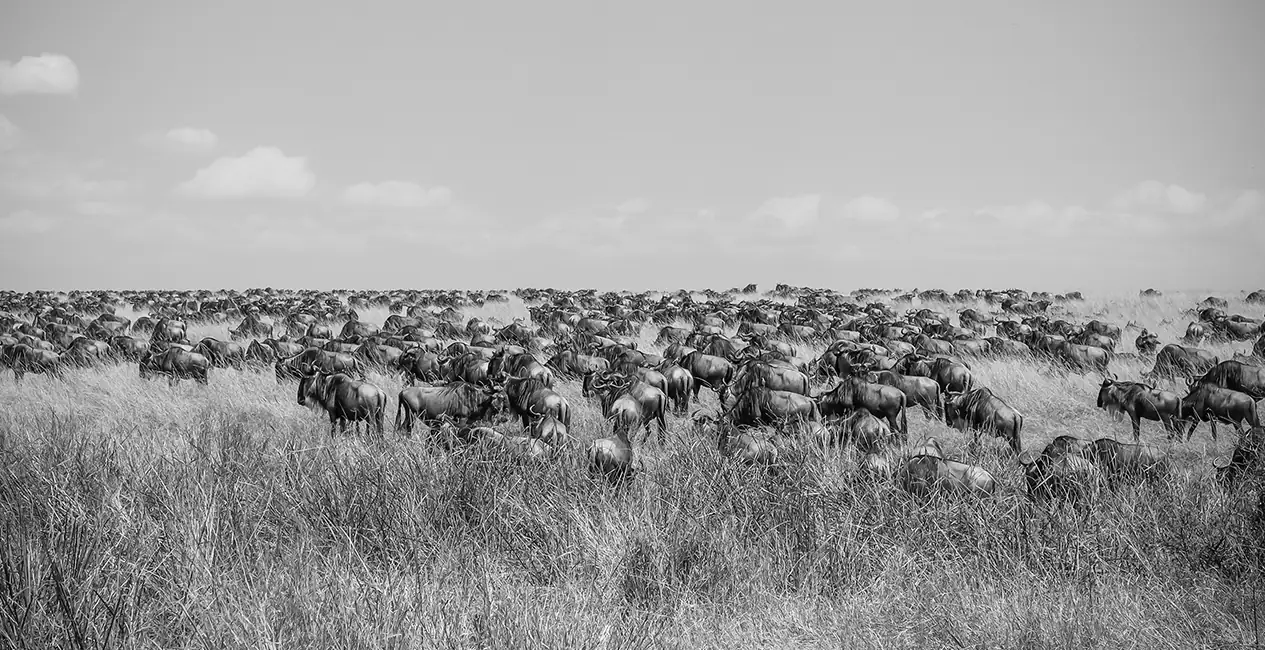 Tanzania Safari in Serengeti National Park: The Good, The Bad, and The Dust