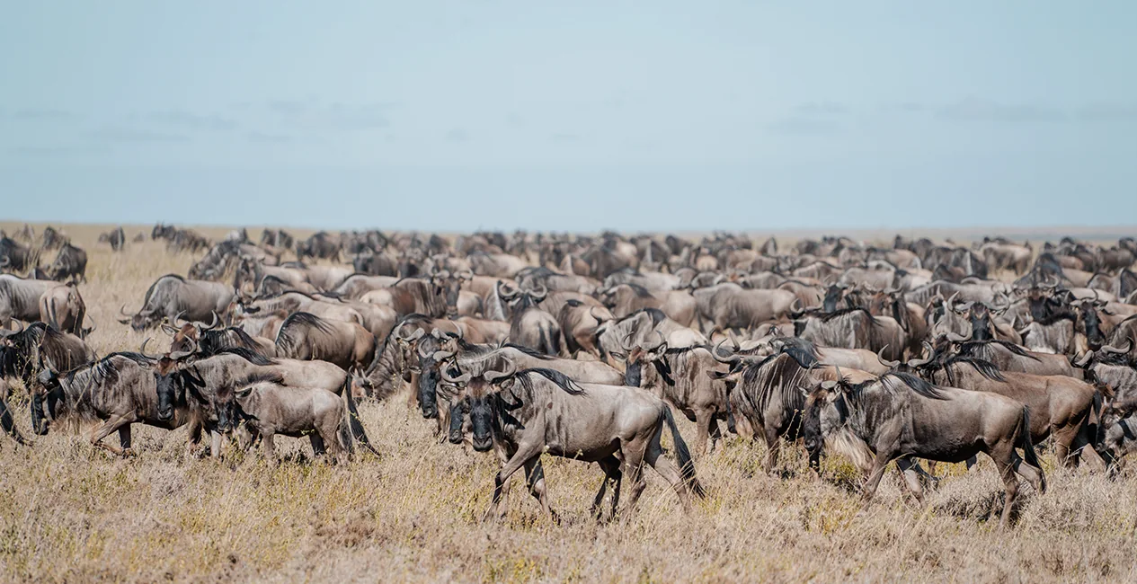 Serengeti Safaris