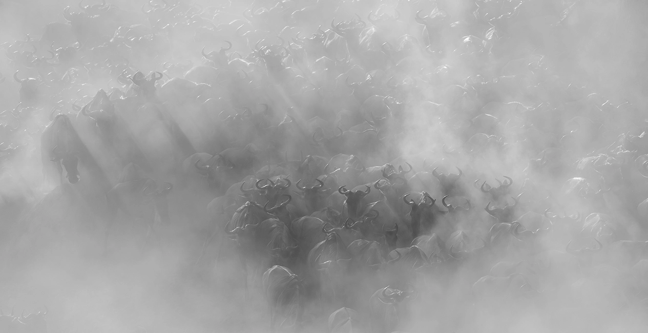 Serengeti Dust