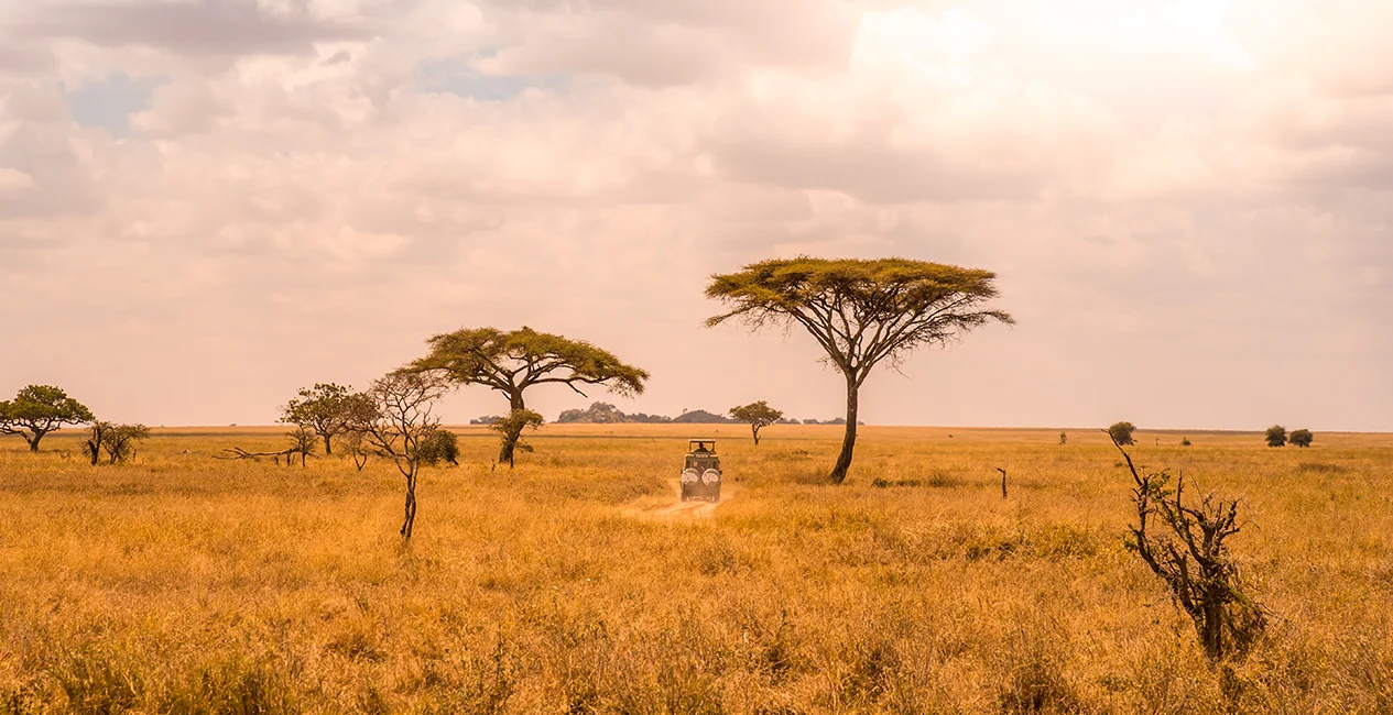 Serengeti Today