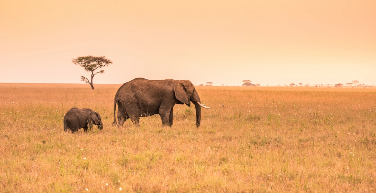 Serengeti Safari Trends: When Most Travelers Visit and Why