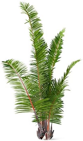 Vue 4 de La Cordeline Raphia Naturel