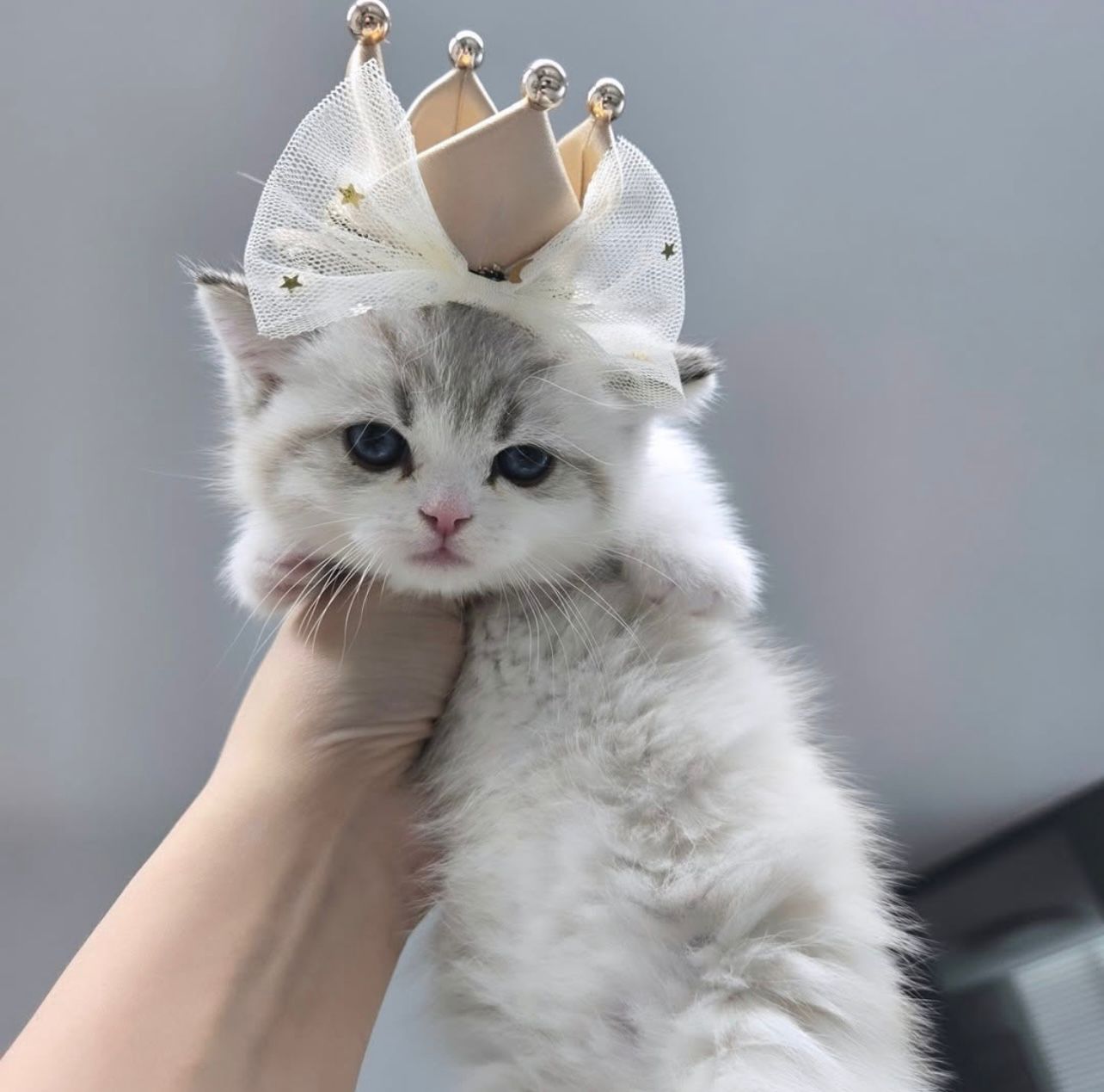 Kitten in loving home environment