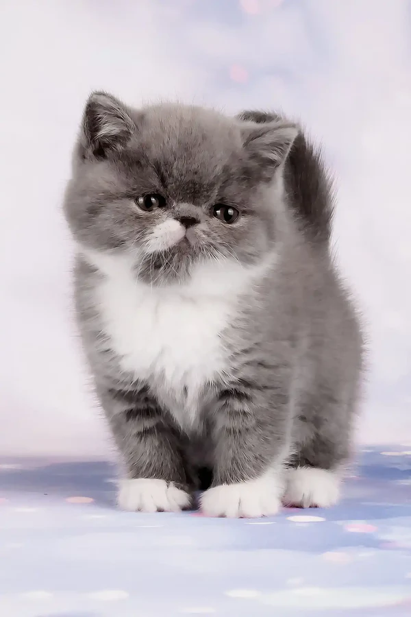 Exotic shorthair