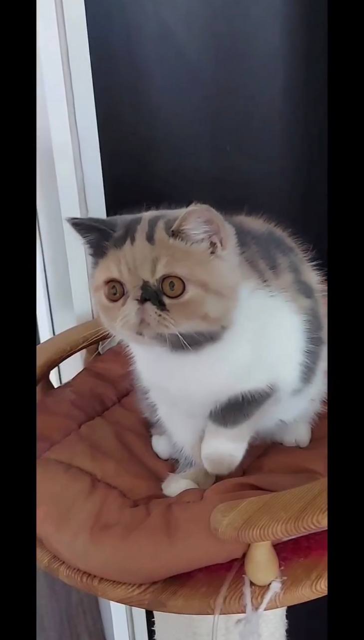 Toya