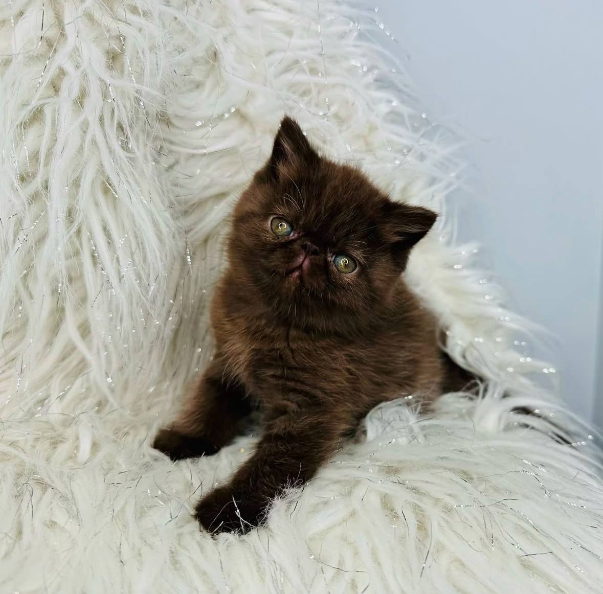 Siya