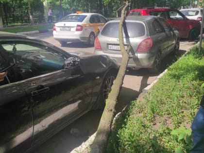 Три автомобиля пострадали от упавшего дерева в Сергиевом Посаде