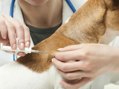 Что такое чипирование животного?