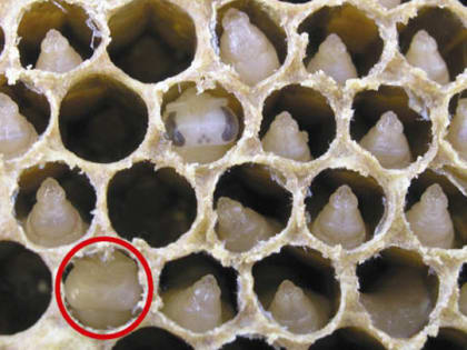 Пчел тоже вакцинируют: первый в мире препарат одобрили в США