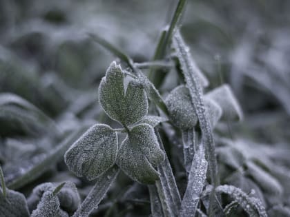 Ожидаются заморозки, ЕДДС округа рекомендует ореховозуевцам быть осторожнее