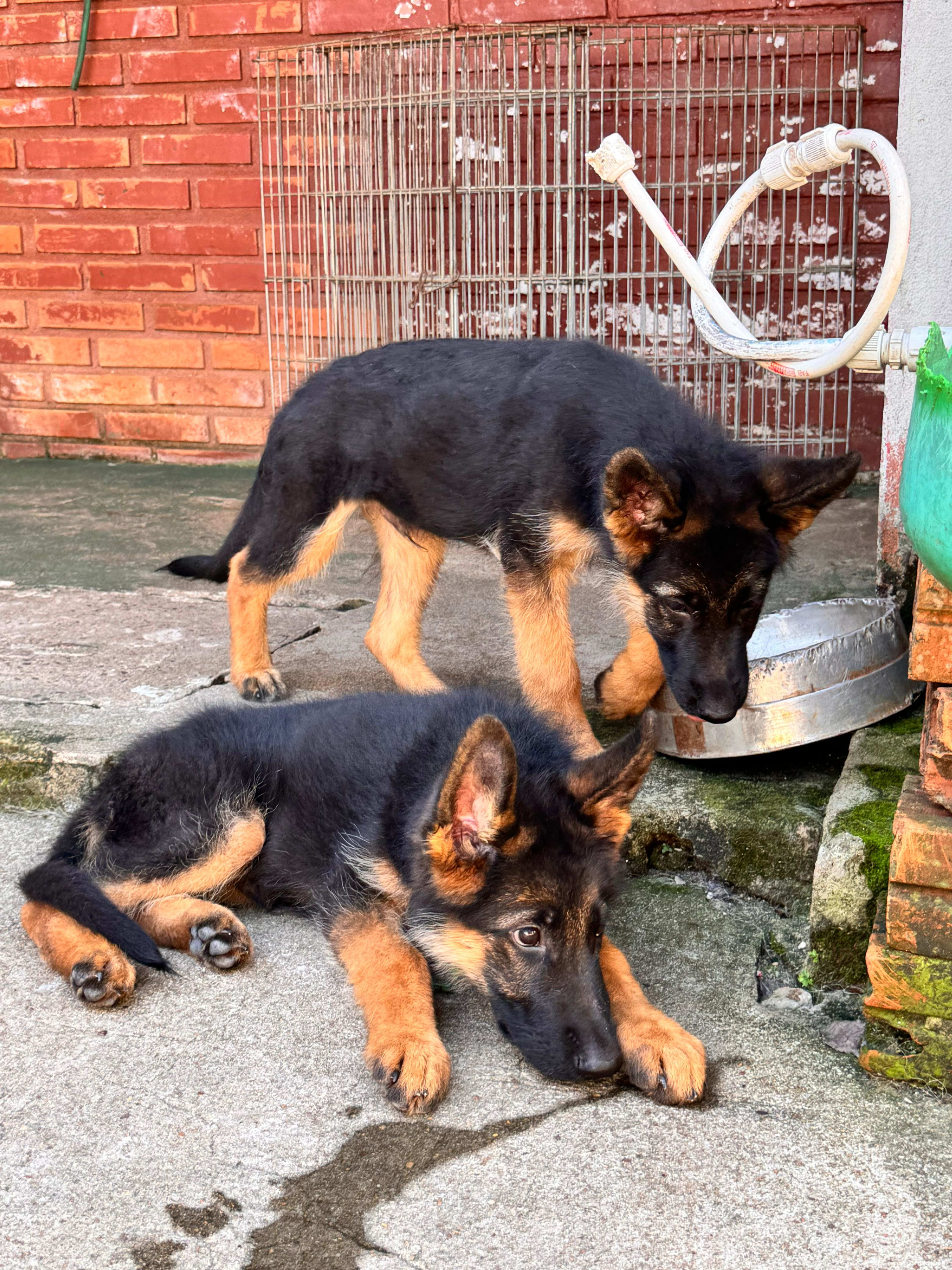 Cachorro Pastor Alemán
