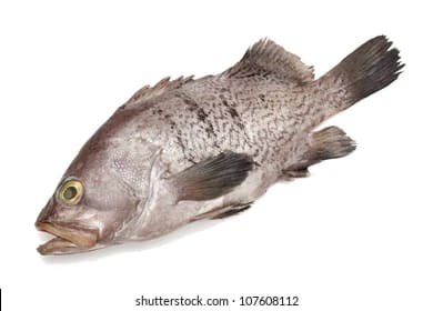 Merou 10kg