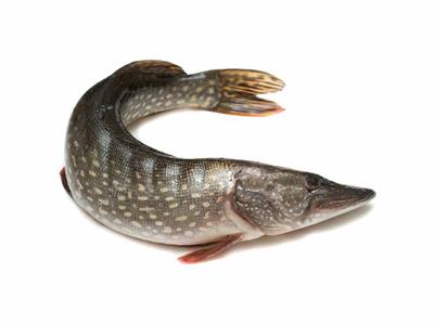 Brochet 20kg