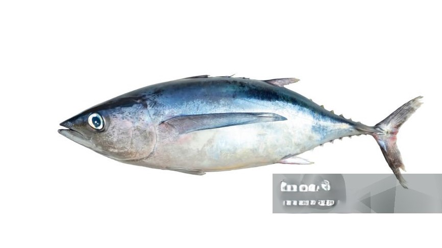 Thon blanc 20kg