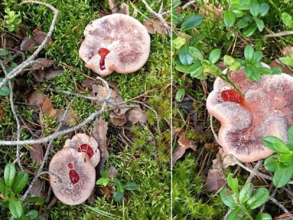 Опасный гриб «Зуб дьявола» найден в Тверской области