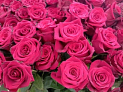 В Твери дети и взрослые создали из снега Рождественский вертеп