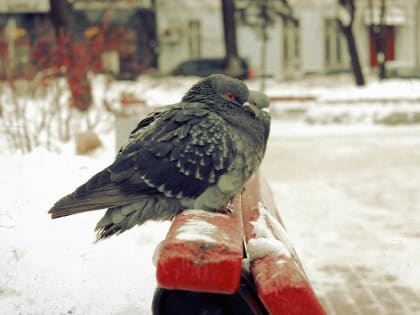 Погода в Твери сегодня: синоптики прогнозируют небольшой «минус»