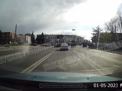 В Твери сняли на видео перебегающего дорогу лося