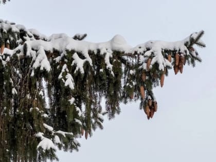 Сотрудники благофонда поведали о трагичной судьбе священника из Переслегино