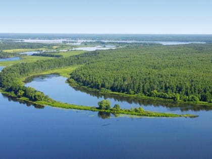 Порядка 300 тыс молоди белого толстолобика выпущено в Иваньковское водохранилище